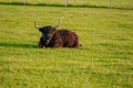 Scottish cows chews grass. Highland breed. Farming and cow breeding.Furry highland cows graze on the green meadow