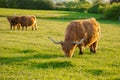 Scottish cows chews grass. Highland breed. Farming and cow breeding.Furry highland cows graze on the green meadow