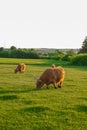 Scottish cows chews grass. Highland breed.Scottish cows in the pasture in the sunshine