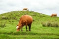 Scottish cows