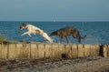 A Scottish Deerhound and a Borzoi plays at a beach Royalty Free Stock Photo