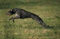 Scottish Deerhound, Dog leaping on Grass