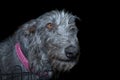 Scottish Deerhound