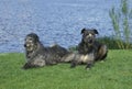 Scottish Deerhound, Dogs laying near Water