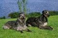 Scottish Deerhound, Dogs sitting on Grass near Lake