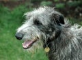 Scottish Deerhound Royalty Free Stock Photo