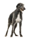 Scottish Deerhound looking right