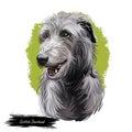 Scottish Deerhound pet originated from Scotland digital art illustration . Canine with long haired coat from Britain