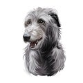 Scottish Deerhound pet originated from Scotland digital art illustration . Canine with long haired coat from Britain purebred
