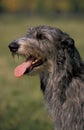 SCOTTISH DEERHOUND, PORTRAIT OF ADULT