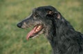 Scottish Deerhound, Portrait of Adult