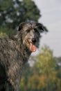 Scottish Deerhound, Portrait of Adult Dog with Tongue out