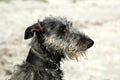 Scottish Deerhound portrait. Royalty Free Stock Photo