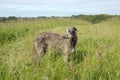 Scottish Deerhound in a weed field