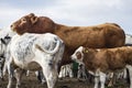 Scottish farm cows