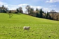 Scottish farmland in springtime, pasture and sheep