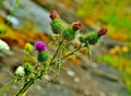 Scottish flower thissle