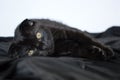 Scottish Fold. The kitten is 3 months old. Color black Royalty Free Stock Photo