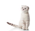 Scottish Fold breed Royalty Free Stock Photo