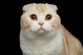 Scottish fold breed Cat on isolated black background Royalty Free Stock Photo