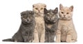 Scottish Fold and British Shorthair kittens, 10 weeks old Royalty Free Stock Photo