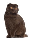 Scottish Fold cat, 1 year old, sitting Royalty Free Stock Photo