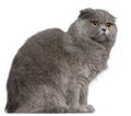 Scottish Fold cat, 11 months old Royalty Free Stock Photo