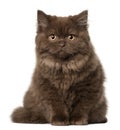 Scottish Fold cat, 18 months old, sitting Royalty Free Stock Photo