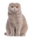 Scottish Fold cat Royalty Free Stock Photo