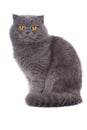 Scottish fold cat Royalty Free Stock Photo