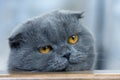 Scottish fold cat Royalty Free Stock Photo