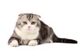 Scottish fold cat