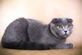 Scottish fold cat