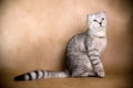 Scottish fold cat Royalty Free Stock Photo