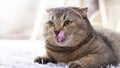 The Scottish Fold cat amusingly licks its lips, stuck out its tongue. Cute pet on the carpet in the living room. Close-up portrait Royalty Free Stock Photo