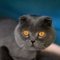 Scottish Fold cat Royalty Free Stock Photo