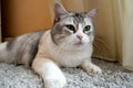 Cute Scottish fold cat animals feline domestic