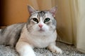 Cute Scottish fold cat animals feline domestic