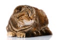 Scottish fold cat bicolor stripes isolated on white background Royalty Free Stock Photo