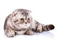 Scottish fold cat bicolor stripes on white background Royalty Free Stock Photo