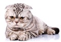 Scottish fold cat bicolor stripes on white background Royalty Free Stock Photo