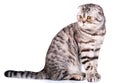 Scottish fold cat bicolor stripes on white background Royalty Free Stock Photo