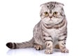 Scottish fold cat bicolor stripes on white background Royalty Free Stock Photo