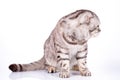 Scottish fold cat bicolor stripes on white background Royalty Free Stock Photo