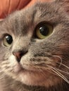 Scottish fold cat with big orange eyes. Funny cat sticker.