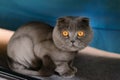 Scottish Fold cat bobbed Royalty Free Stock Photo