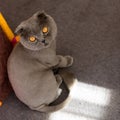 Scottish Fold cat bobbed Royalty Free Stock Photo