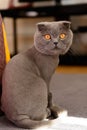 Scottish Fold cat bobbed Royalty Free Stock Photo