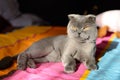 Scottish Fold cat bobbed Royalty Free Stock Photo