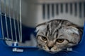 Brachycephalic cat sedated at the veterinary clinic, Scottish fold cat breed Royalty Free Stock Photo